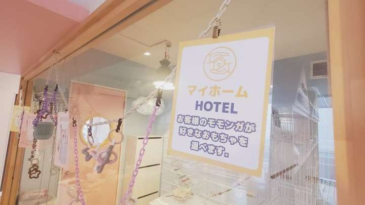 モモンガ専門ホテルの特別なおもちゃサービス