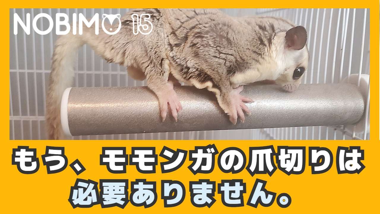 【急募！！】小動物の爪研ぎとしても優秀な爪とぎ！！ビフォーアフター写真の募集