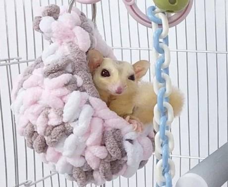 フクロモモンガのぶら下がり遊び