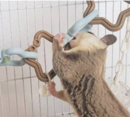 フウロモモンガのジャンプ