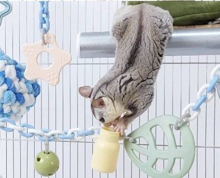 フクロモモンガのジャンプ