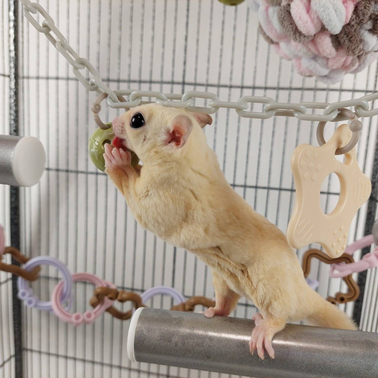 フクロモモンガ　おもちゃ