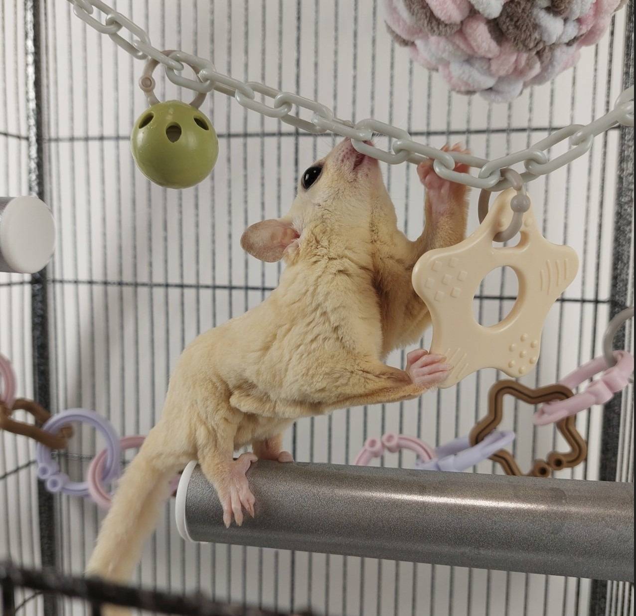 フクロモモンガ　爪とぎ