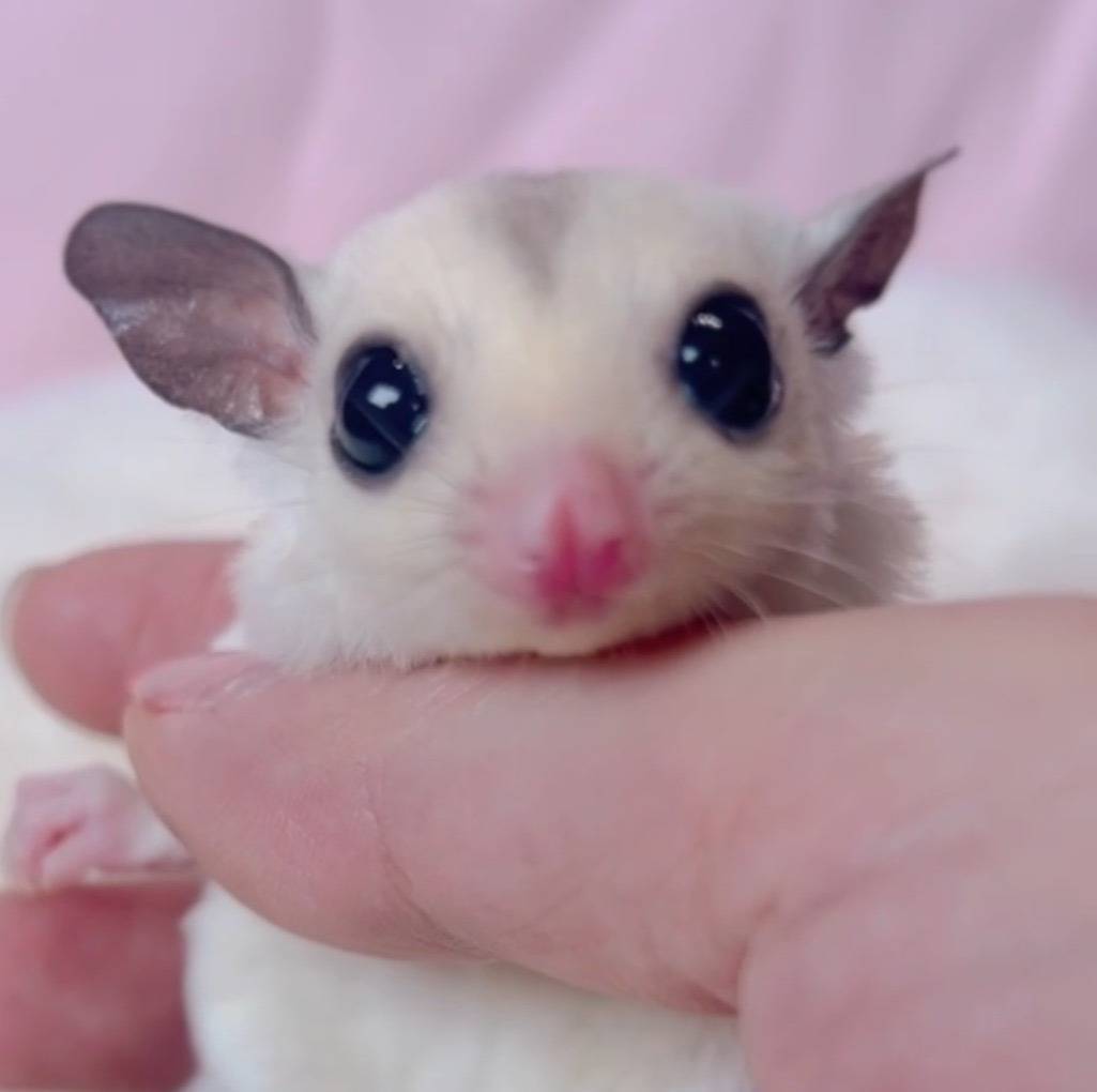 おむかえがきまりました