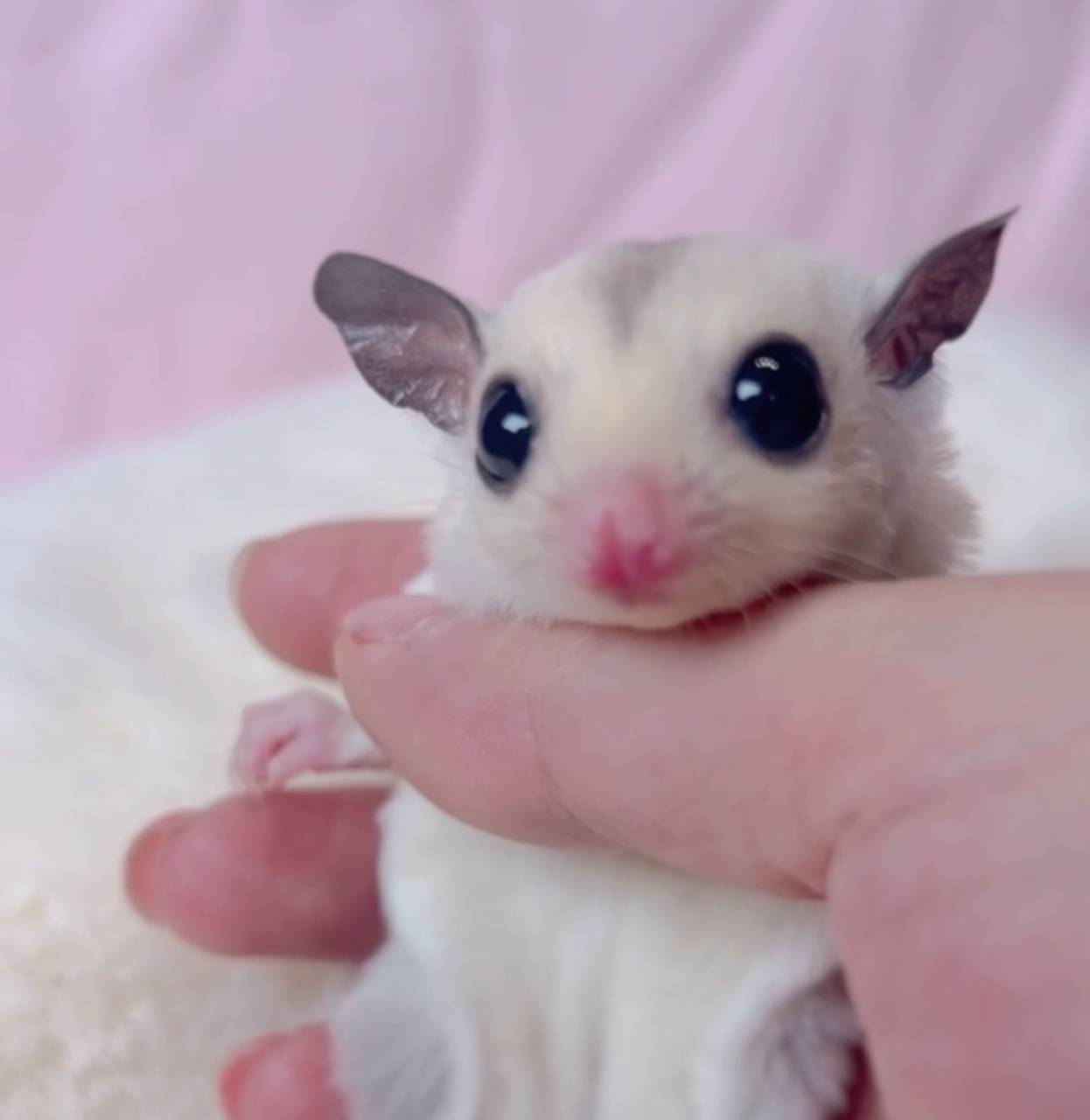 おむかえがきまりました