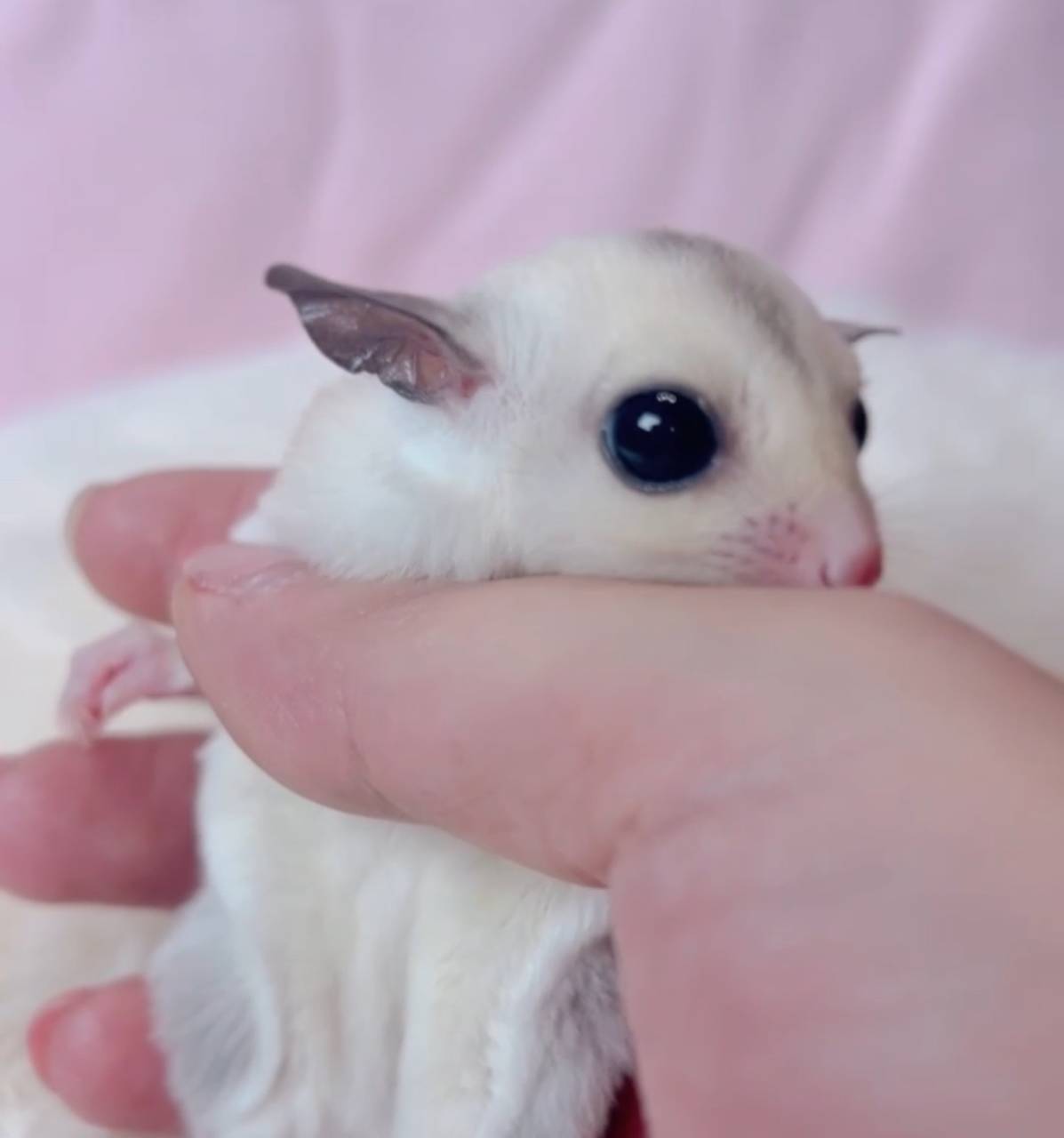 おむかえがきまりました