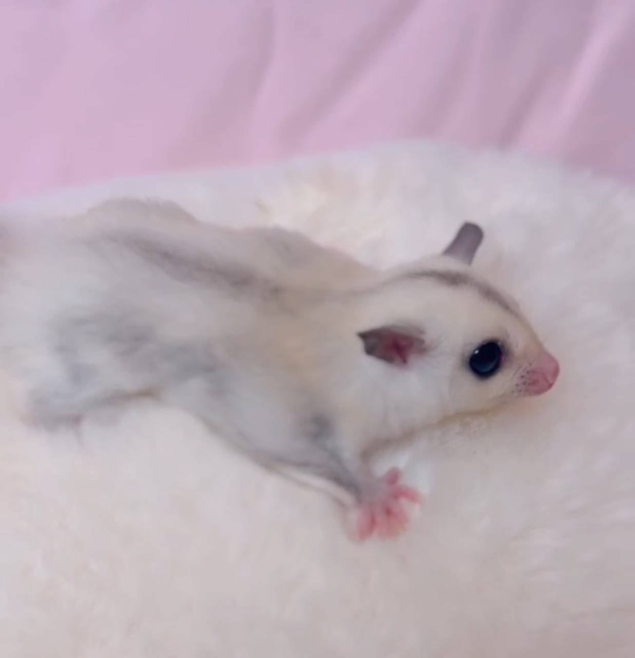 おむかえがきまりました