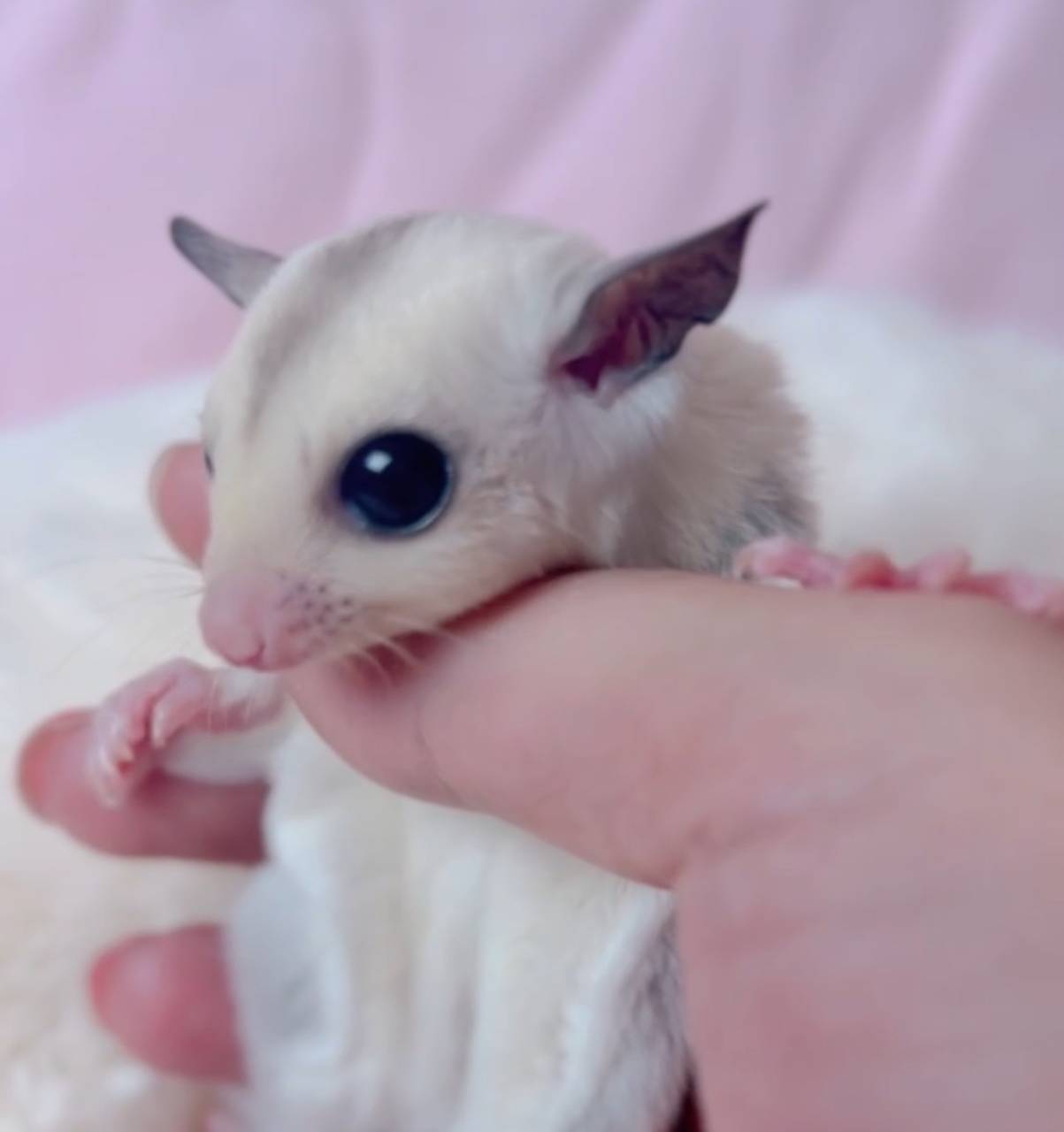 おむかえがきまりました