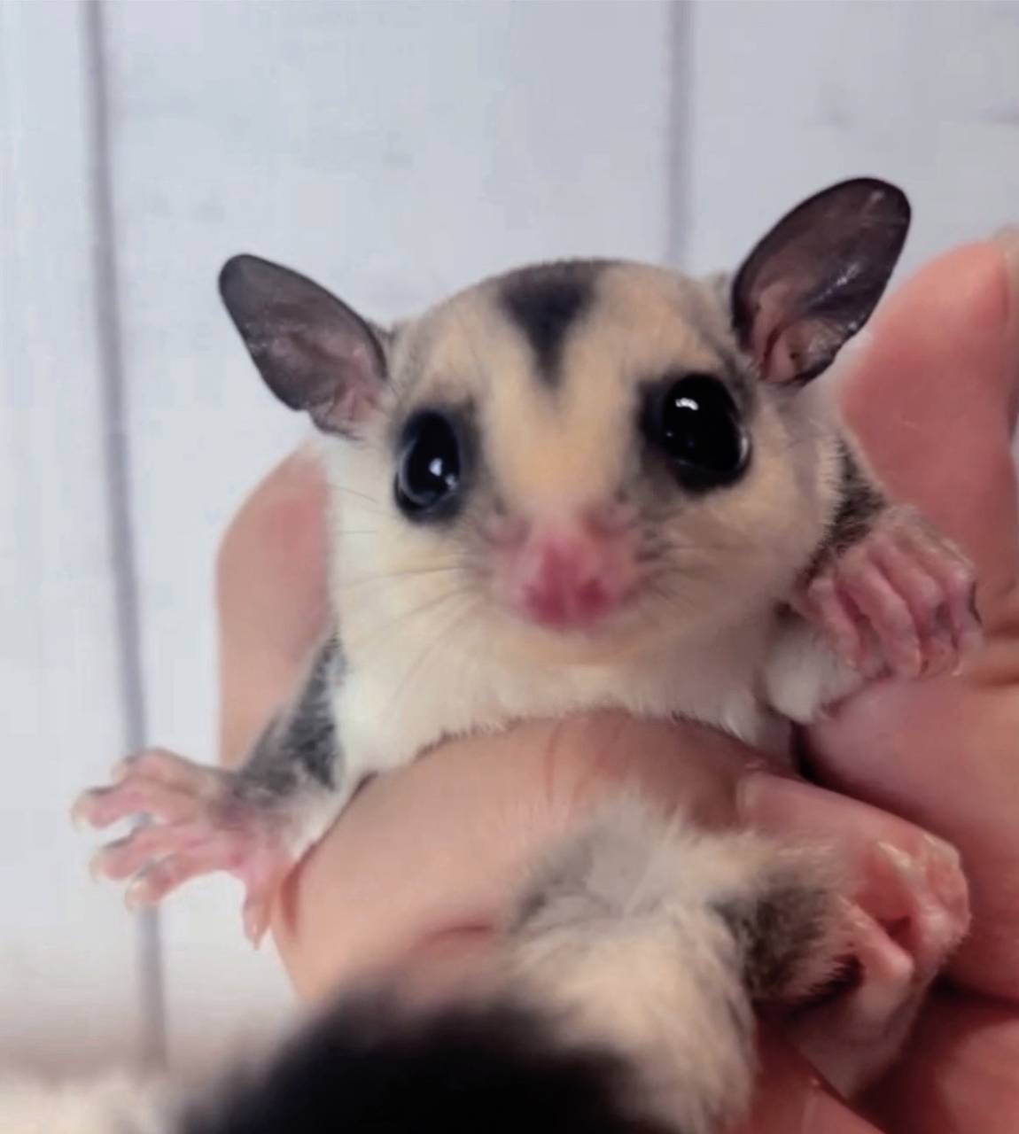 おむかえがきまりました