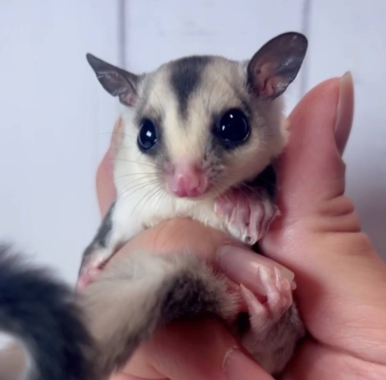 おむかえがきまりました