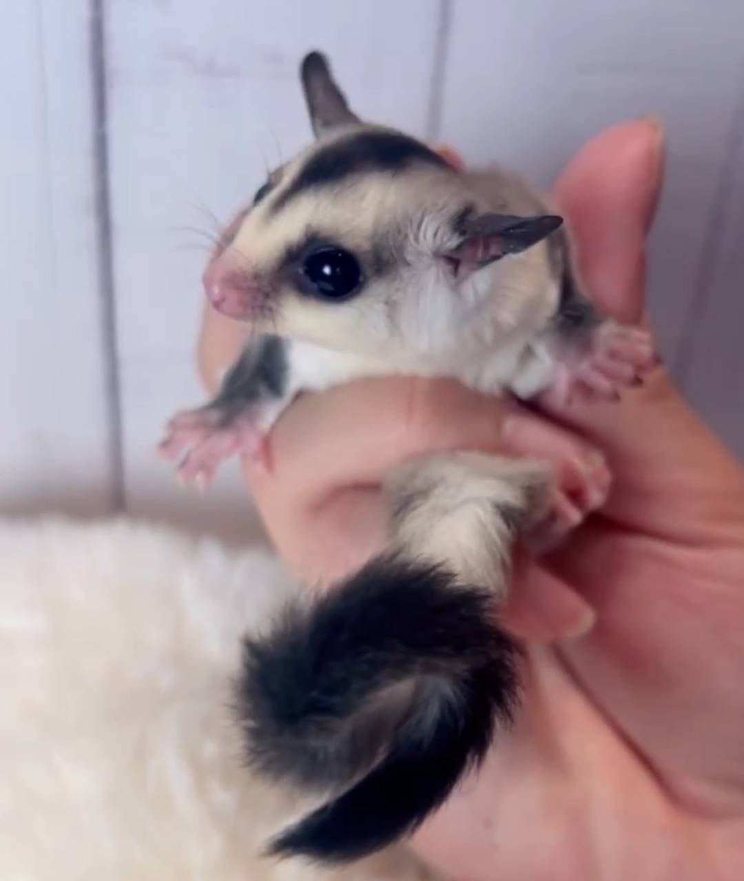 おむかえがきまりました