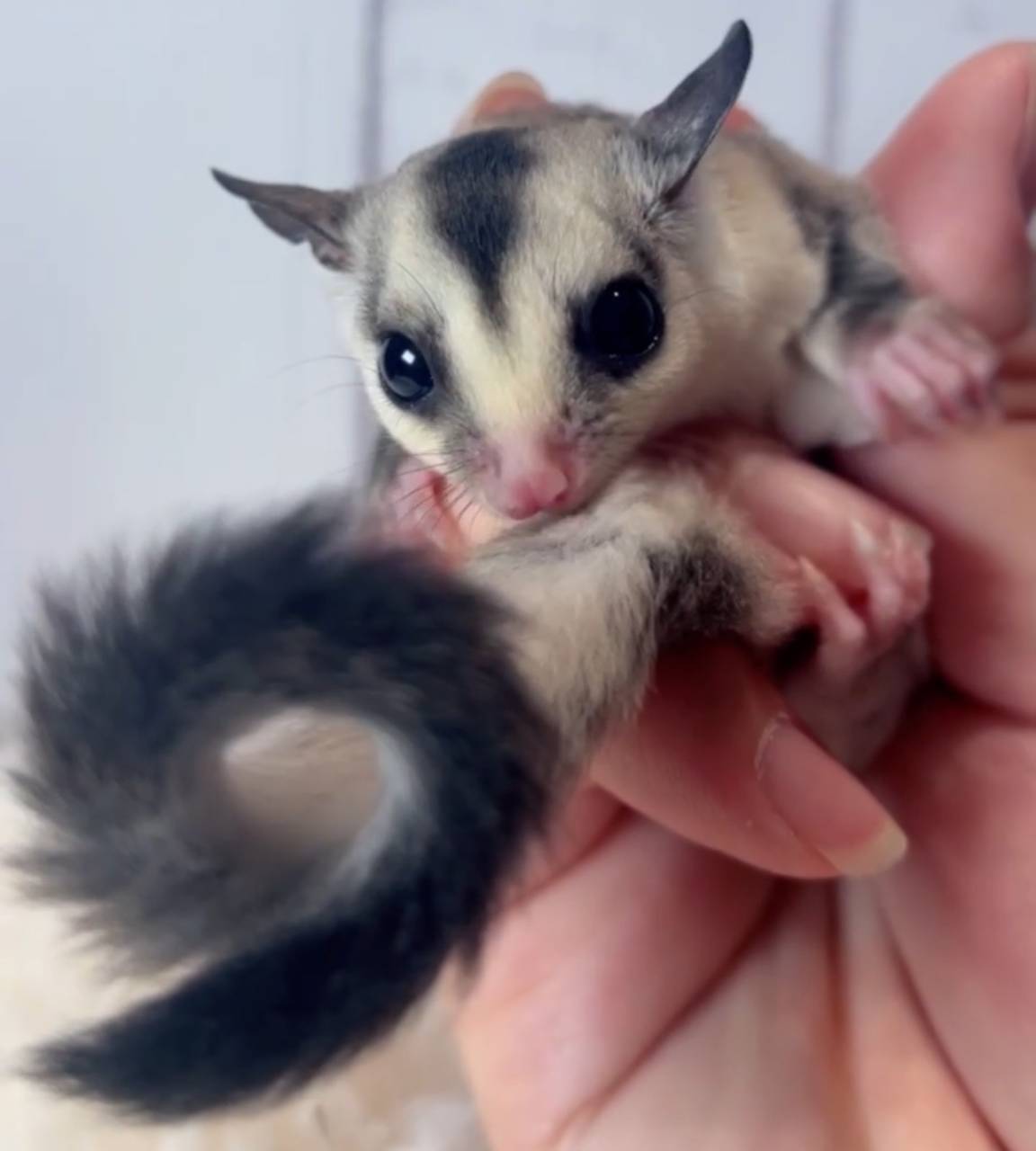 おむかえがきまりました