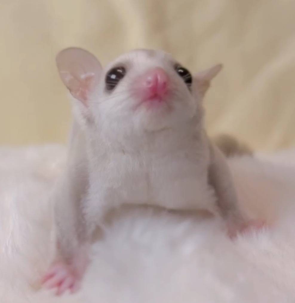 おむかえがきまりました