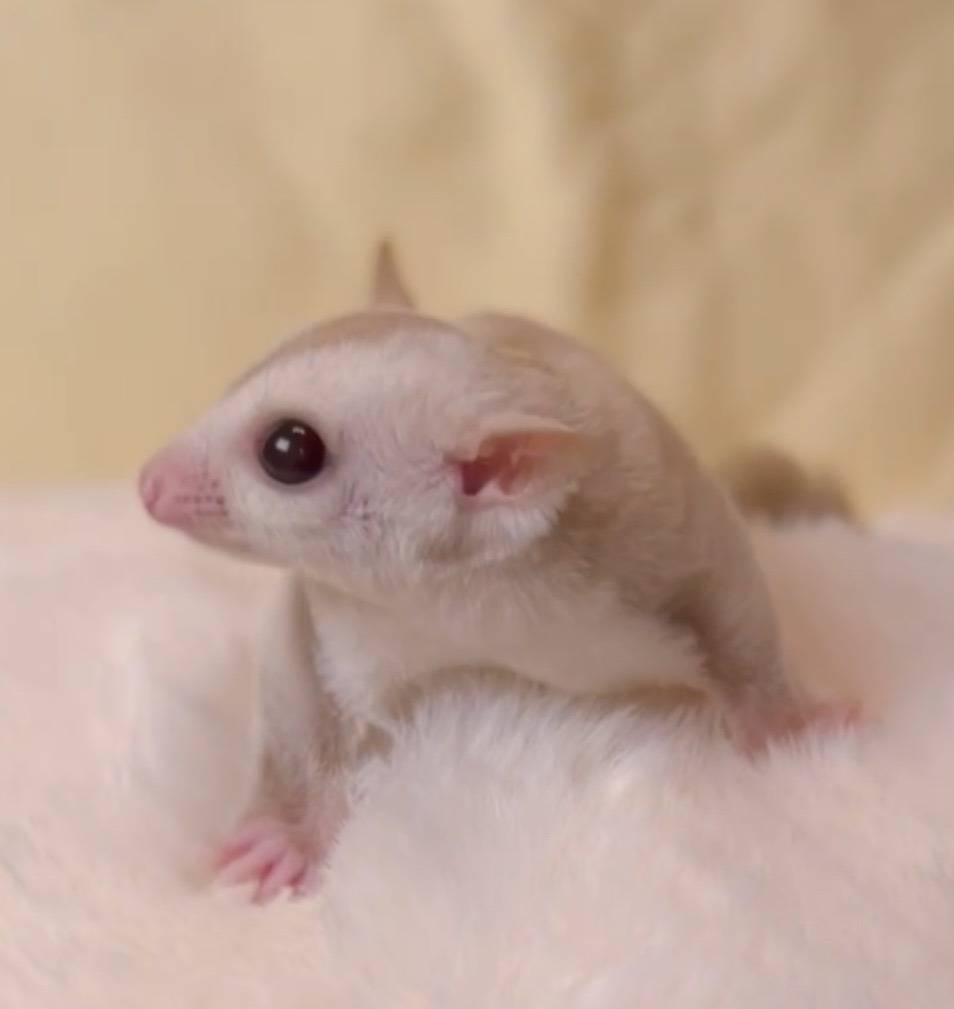 おむかえがきまりました