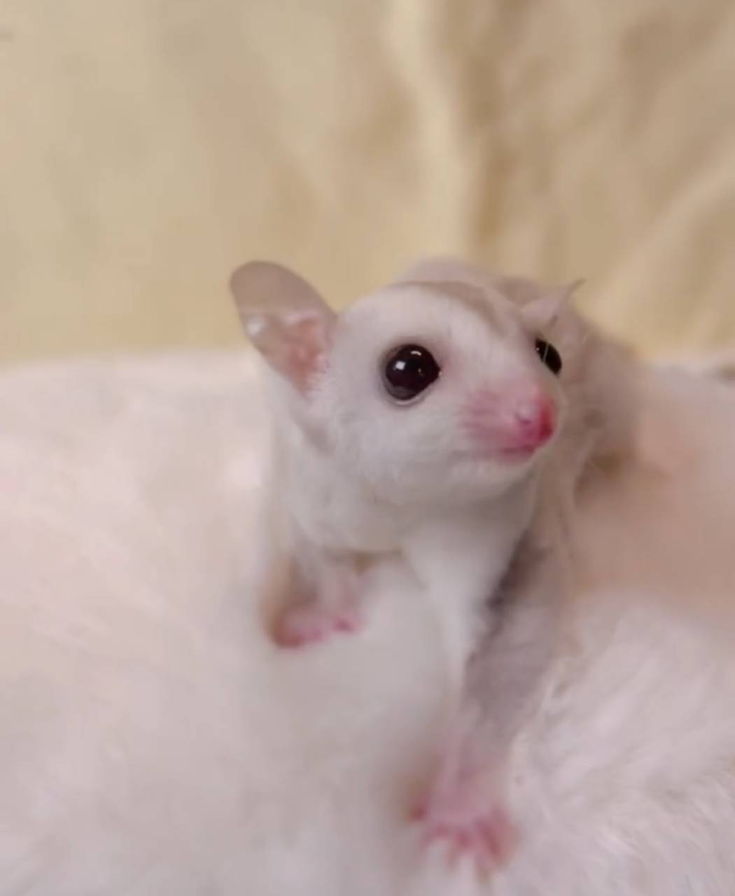 おむかえがきまりました