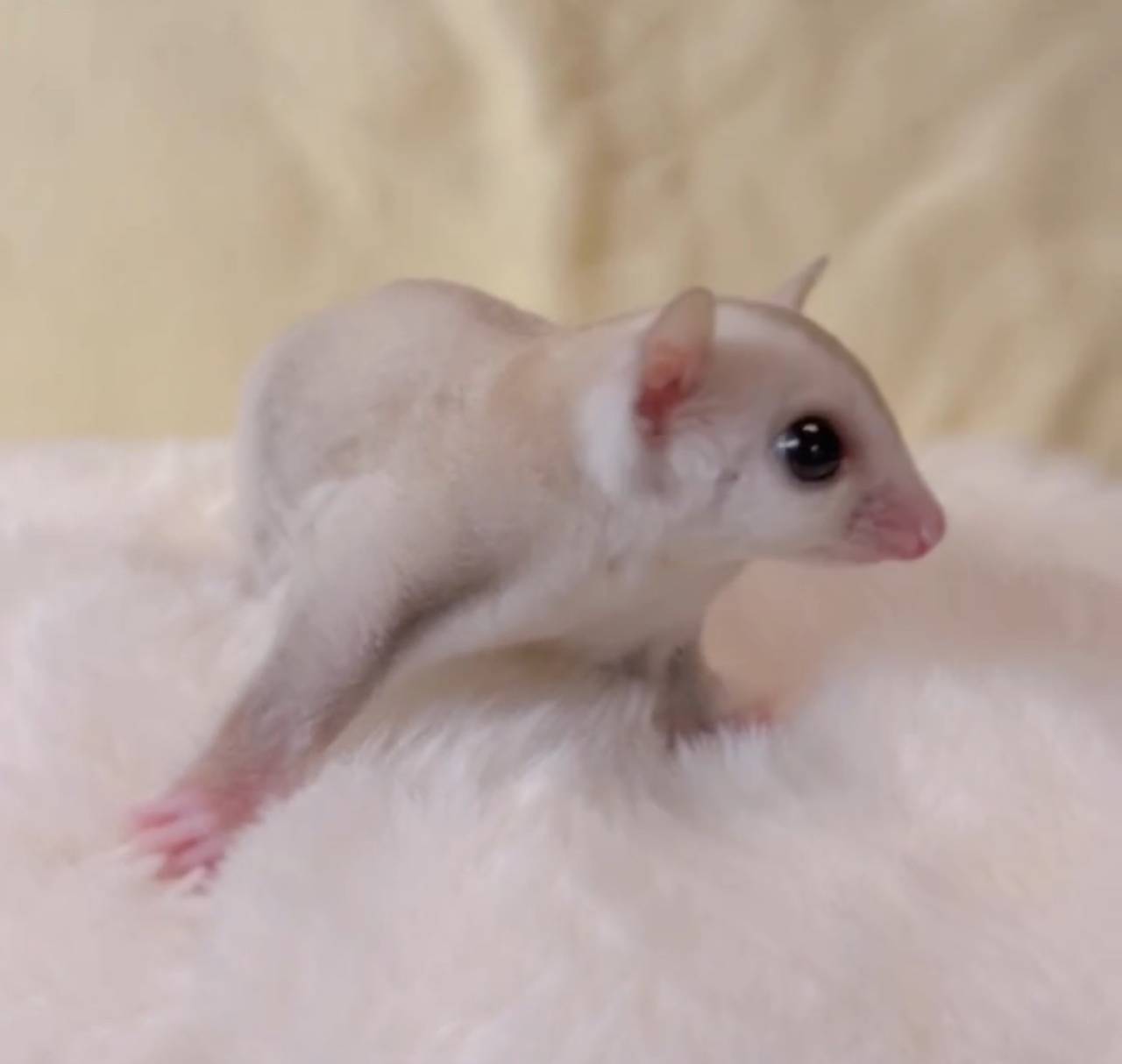 おむかえがきまりました