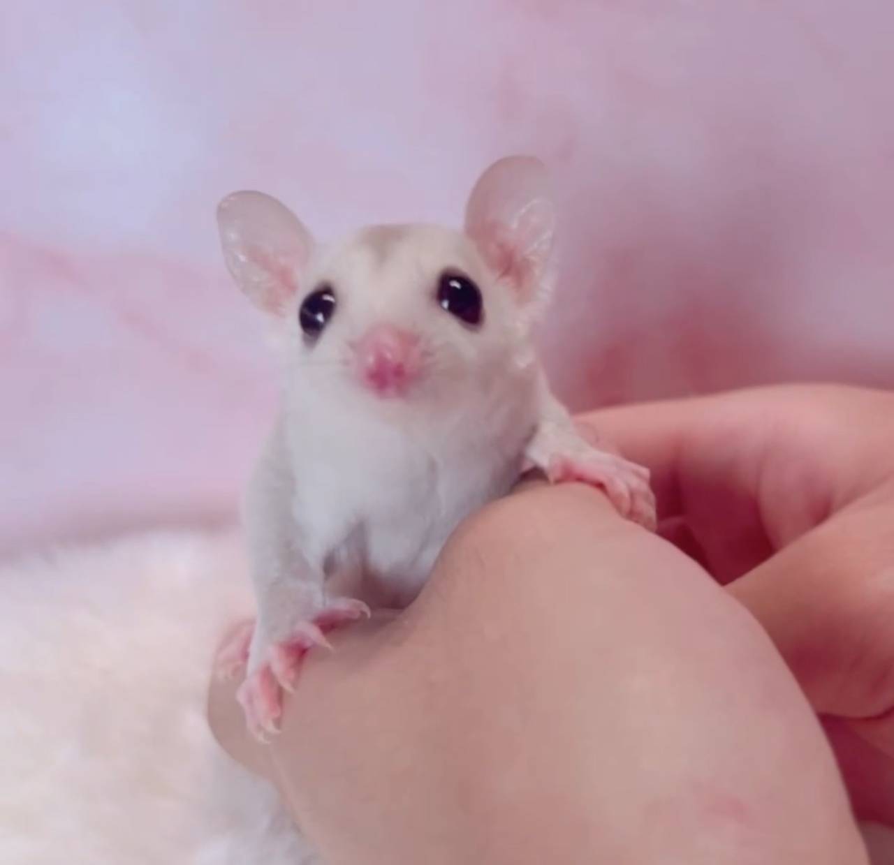 おむかえがきまりました