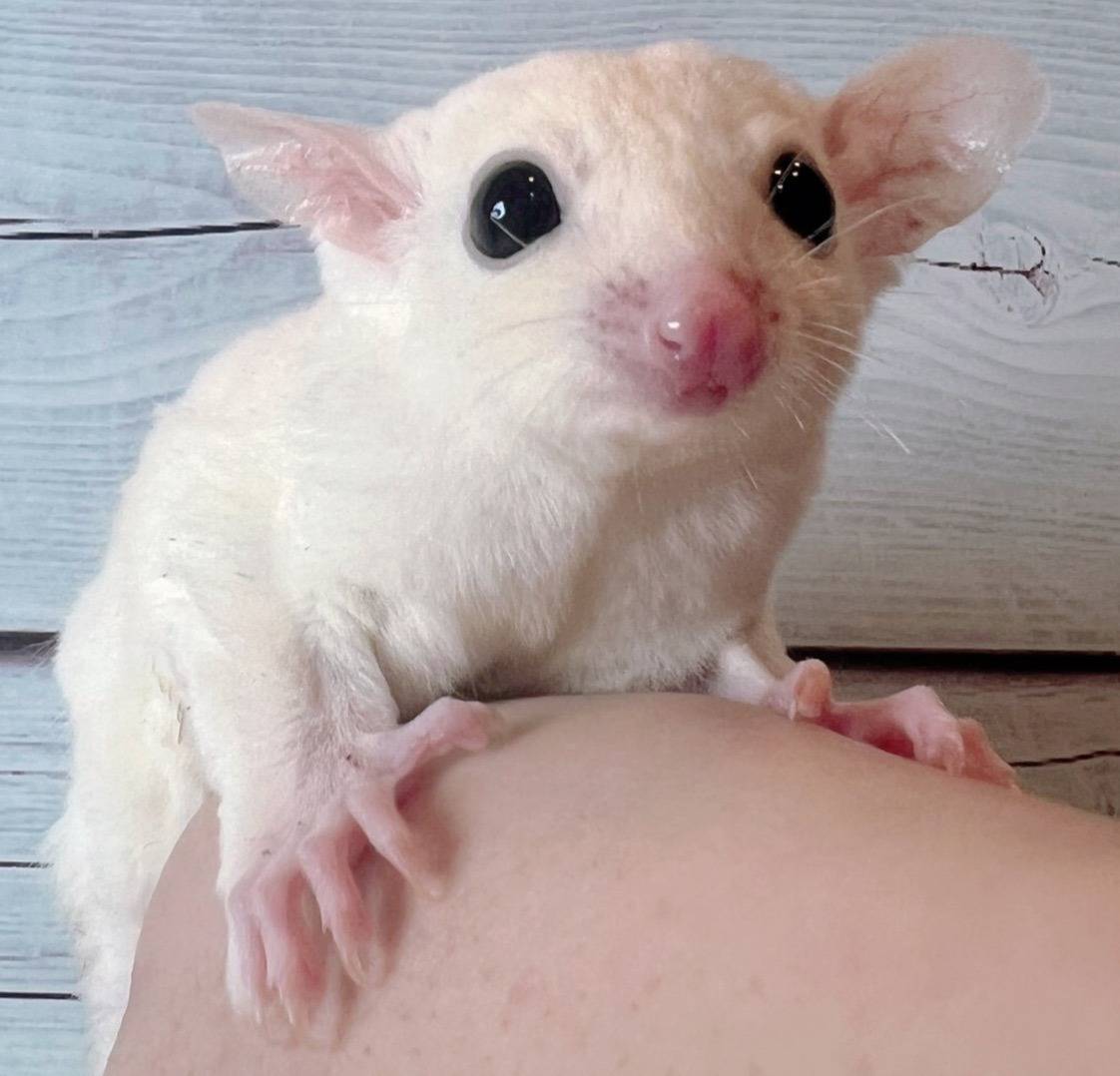 おむかえがきまりました