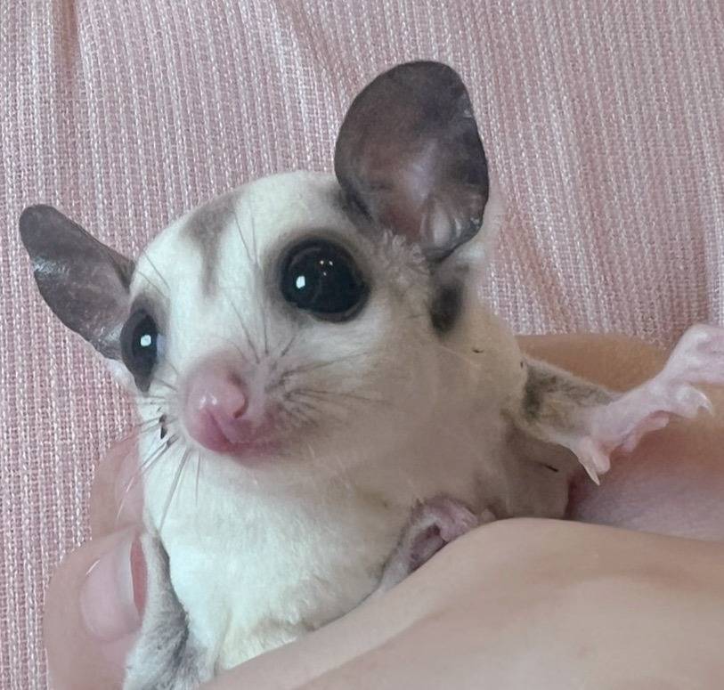 おむかえがきまりました