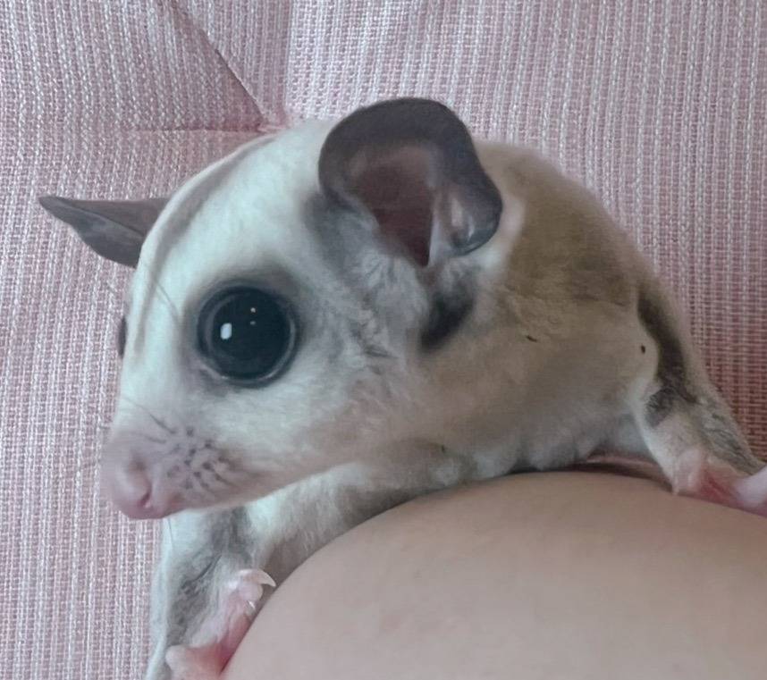 おむかえがきまりました