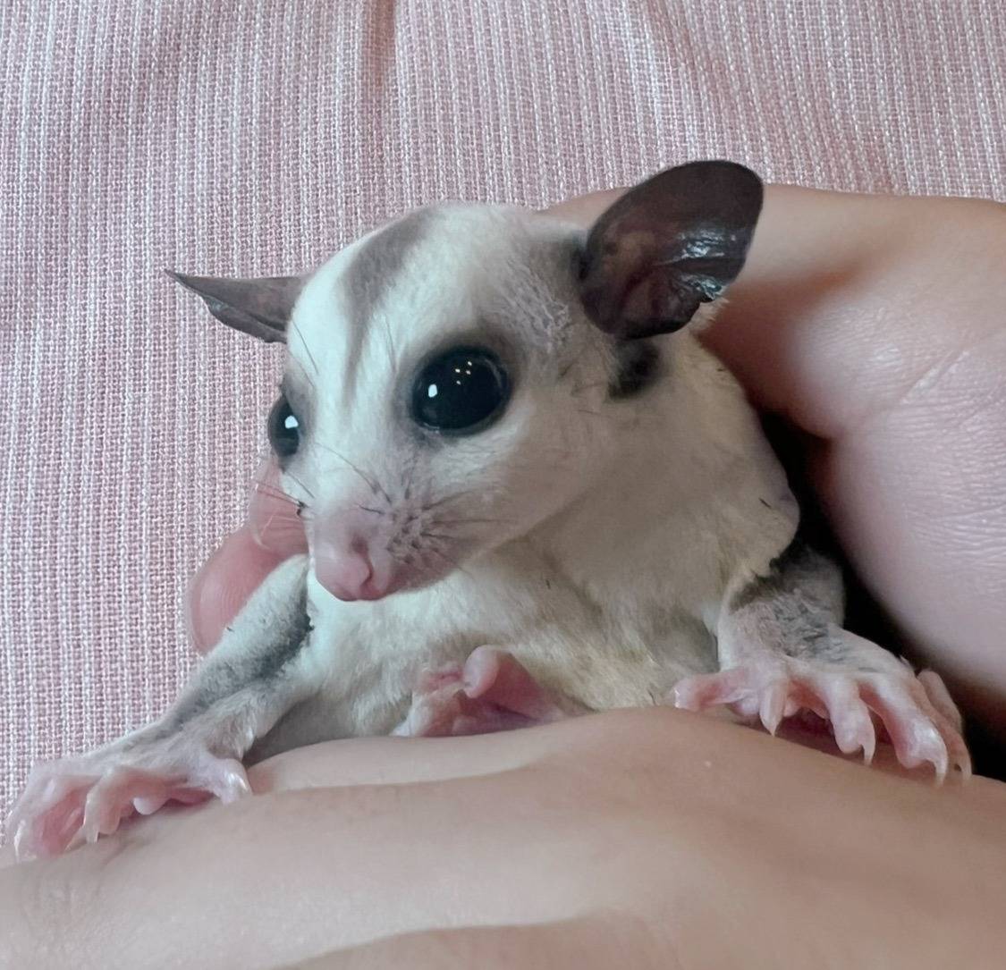 おむかえがきまりました