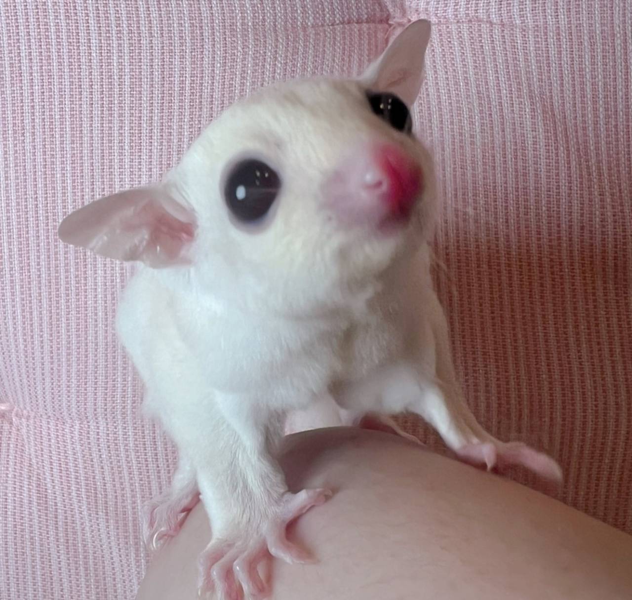 お迎えがきまりました