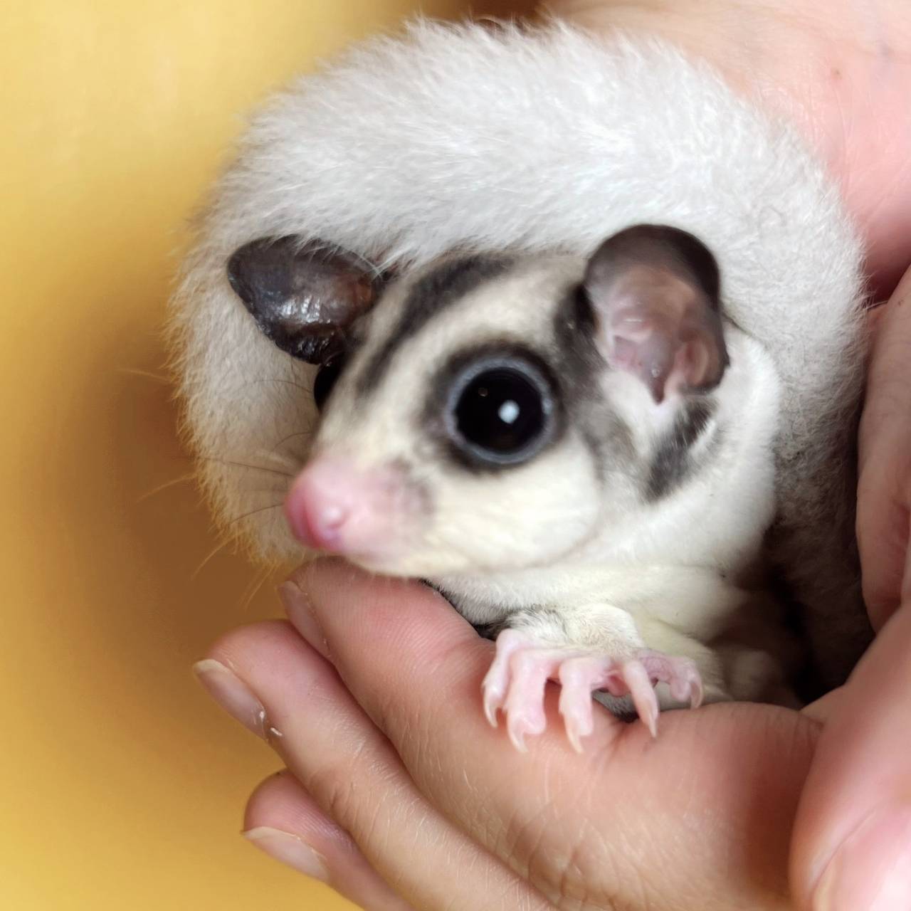 おむかえがきまりました