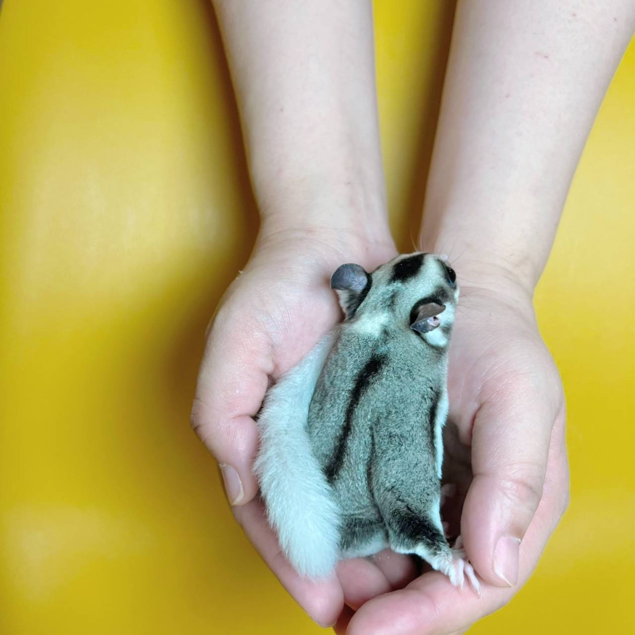 おむかえがきまりました