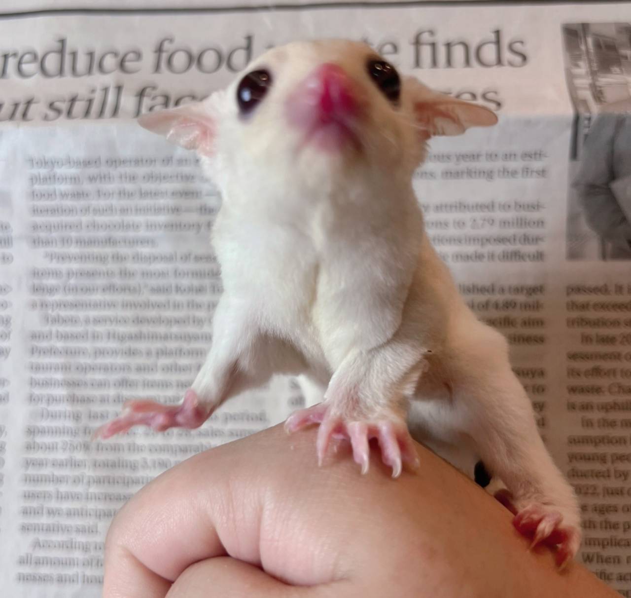 おむかえがきまりました