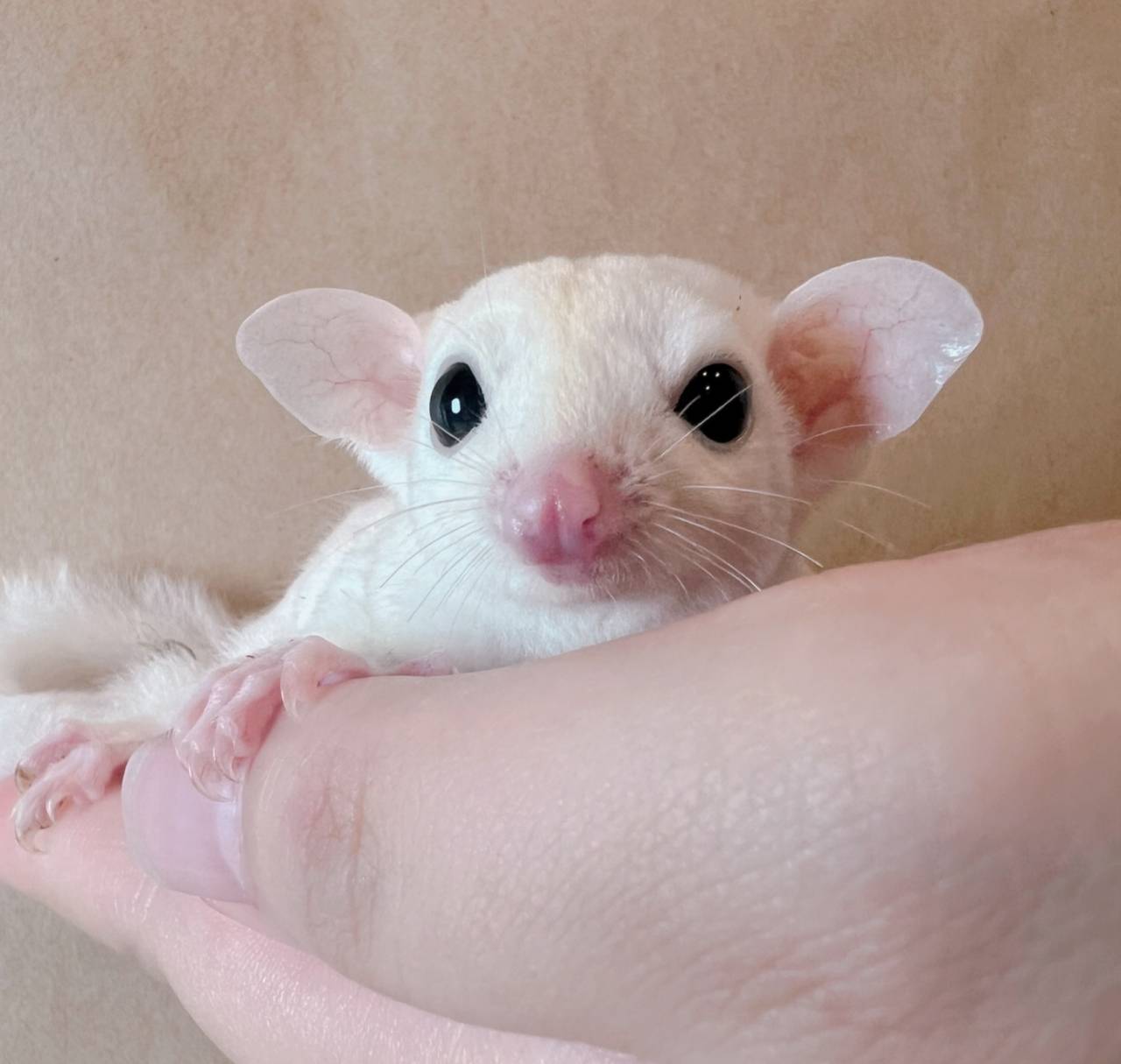 おむかえがきまりました