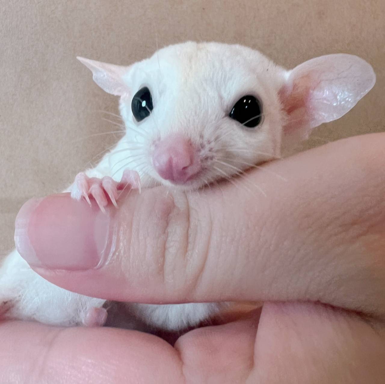 おむかえがきまりました