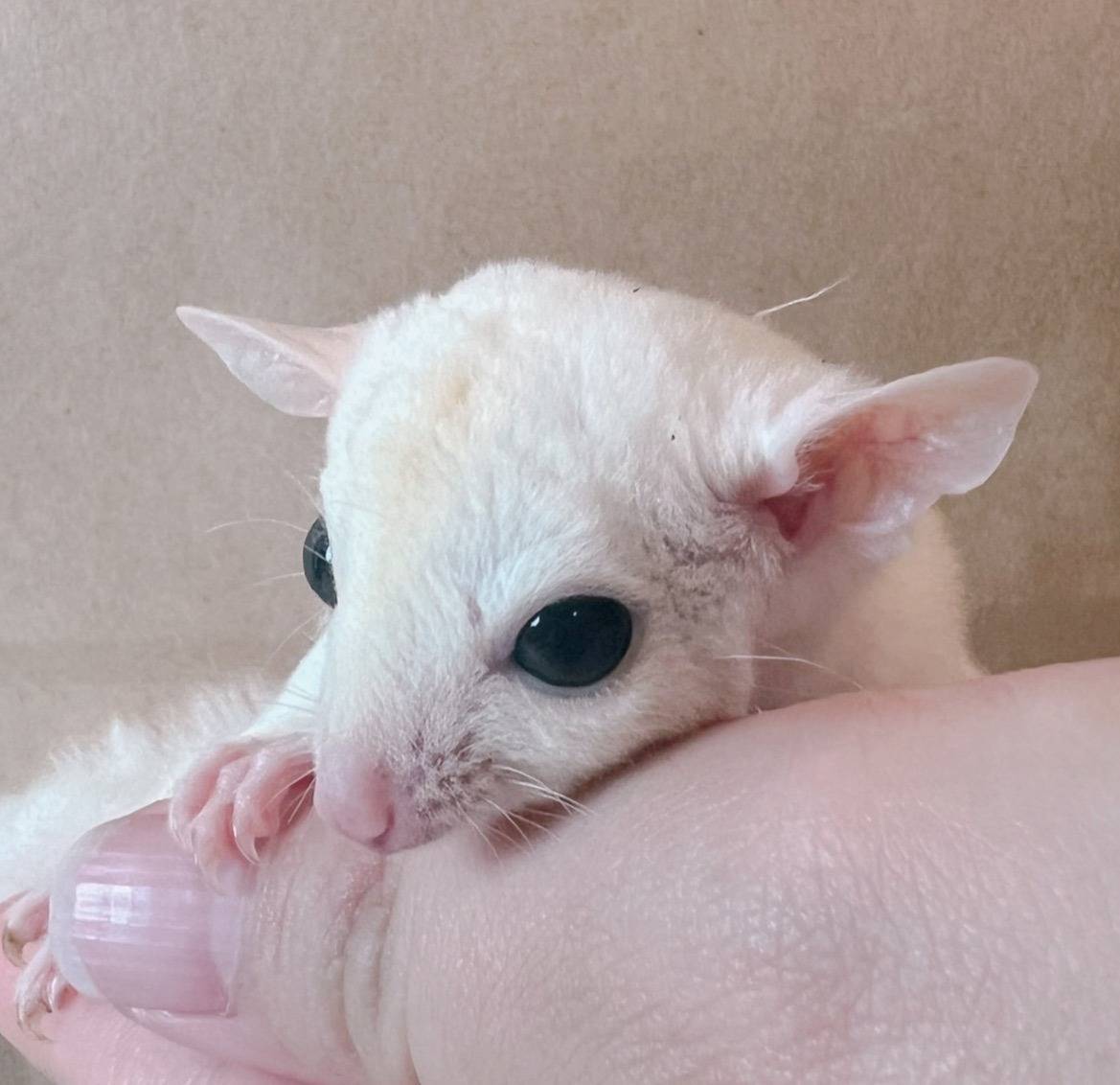 おむかえがきまりました