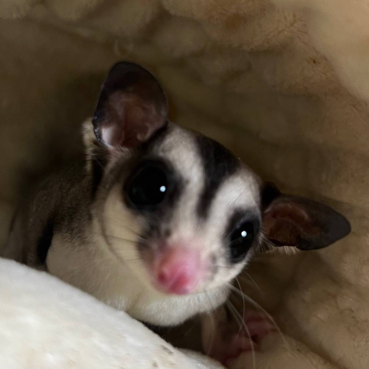 おむかえがきまりました