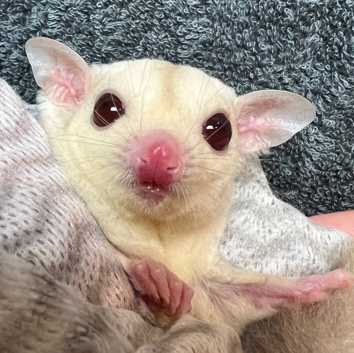 おむかえがきまりました