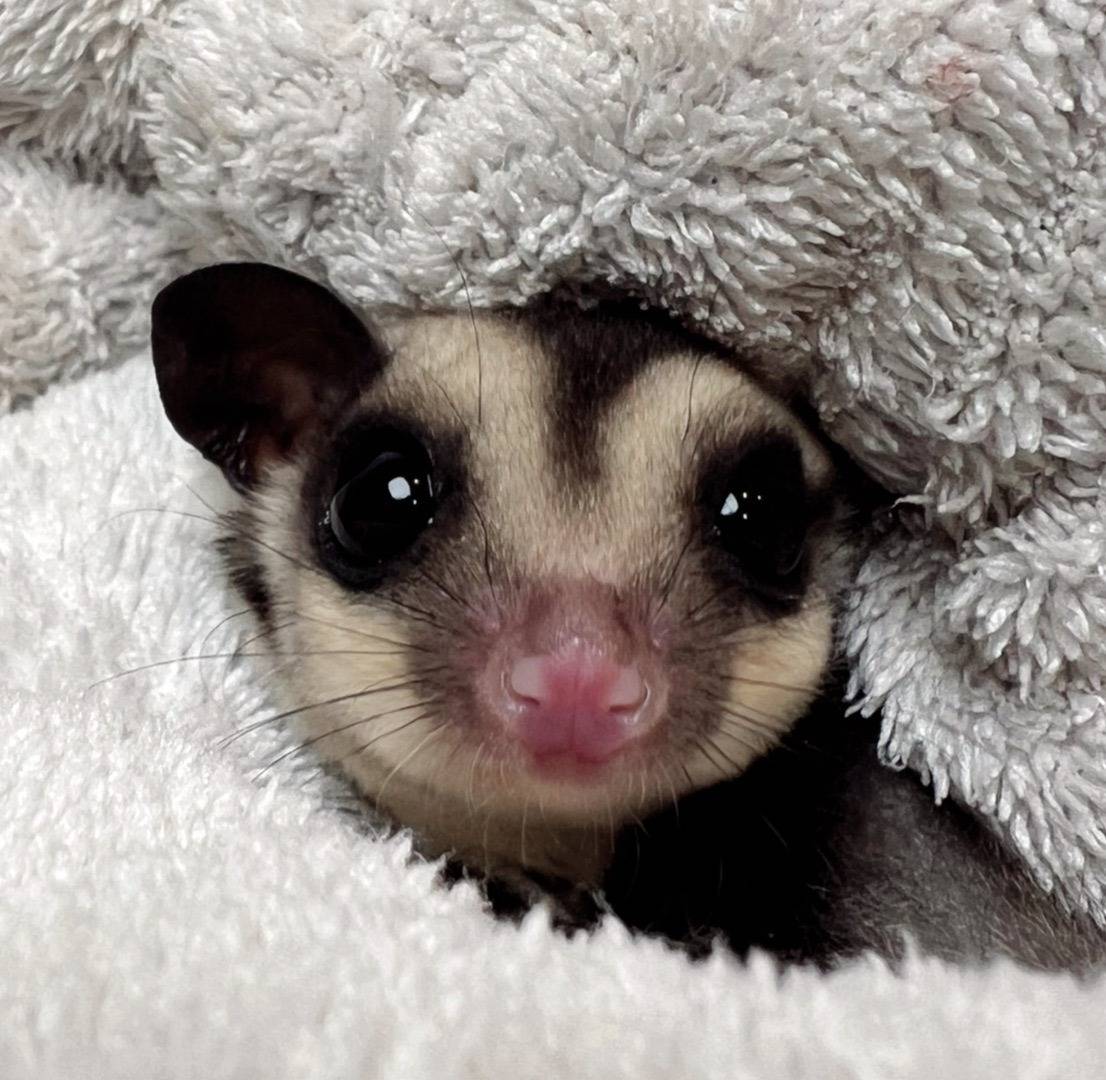 おむかえがきまりました