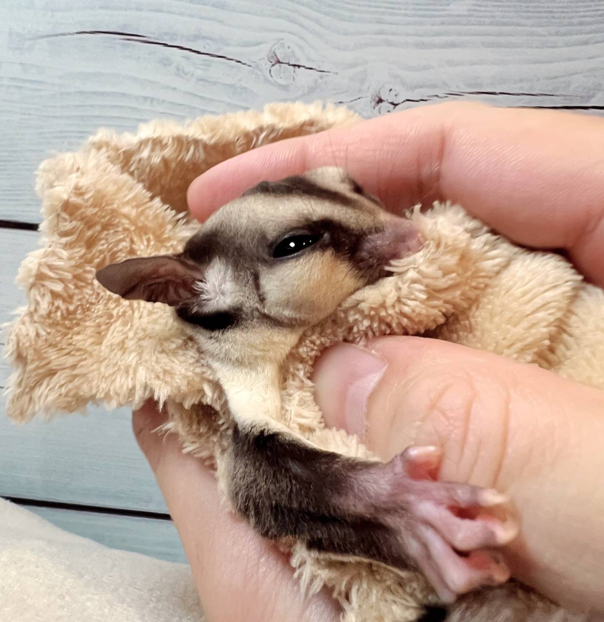 おむかえがきまりました