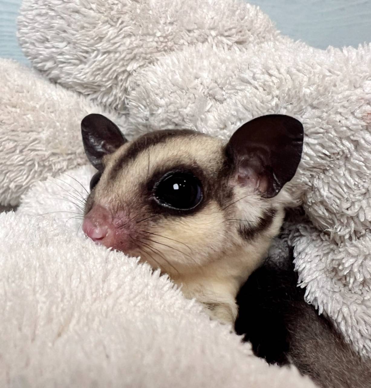 おむかえがきまりました