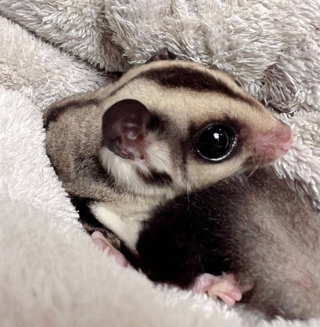 おむかえがきまりました