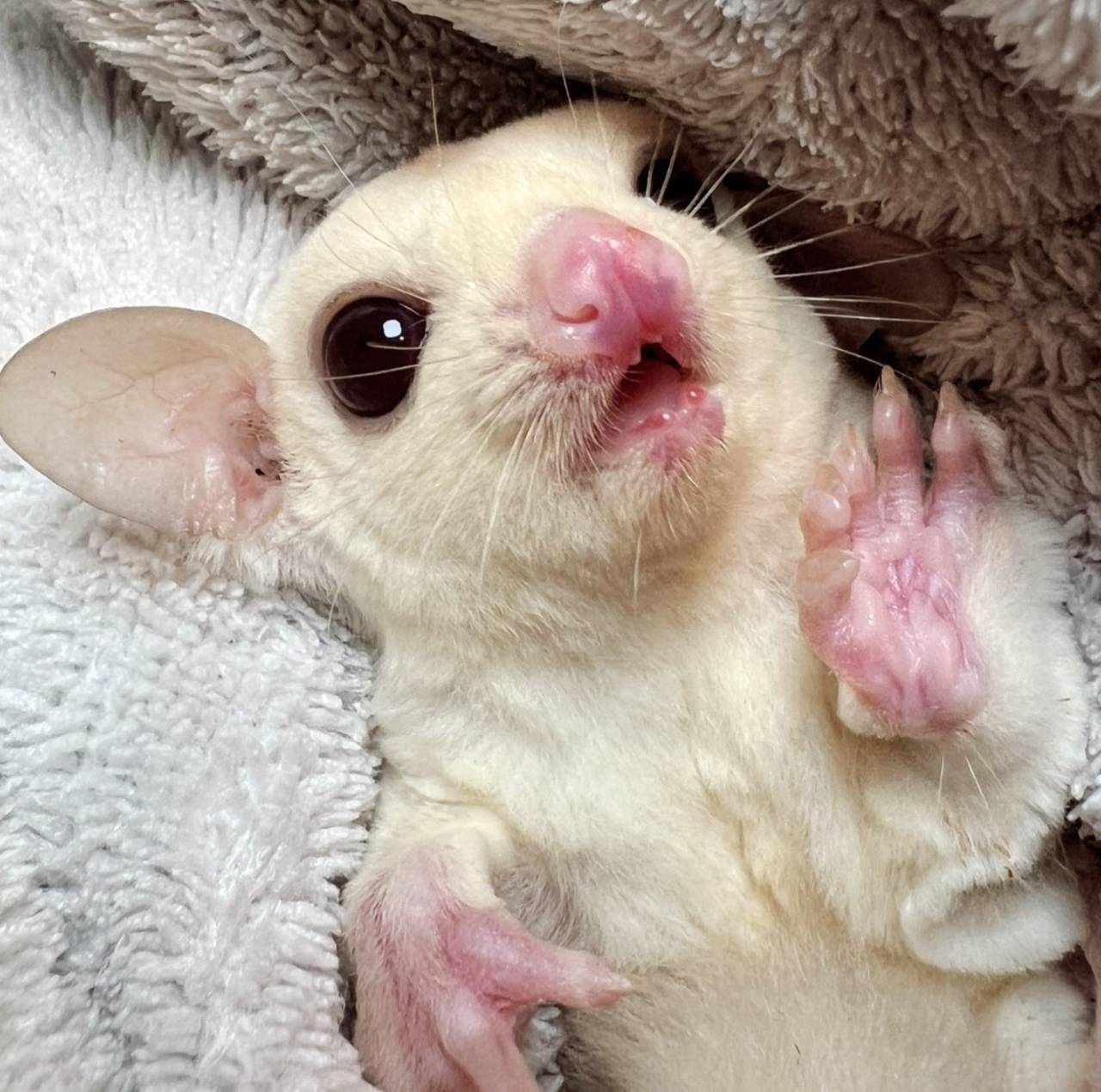 おむかえがきまりました