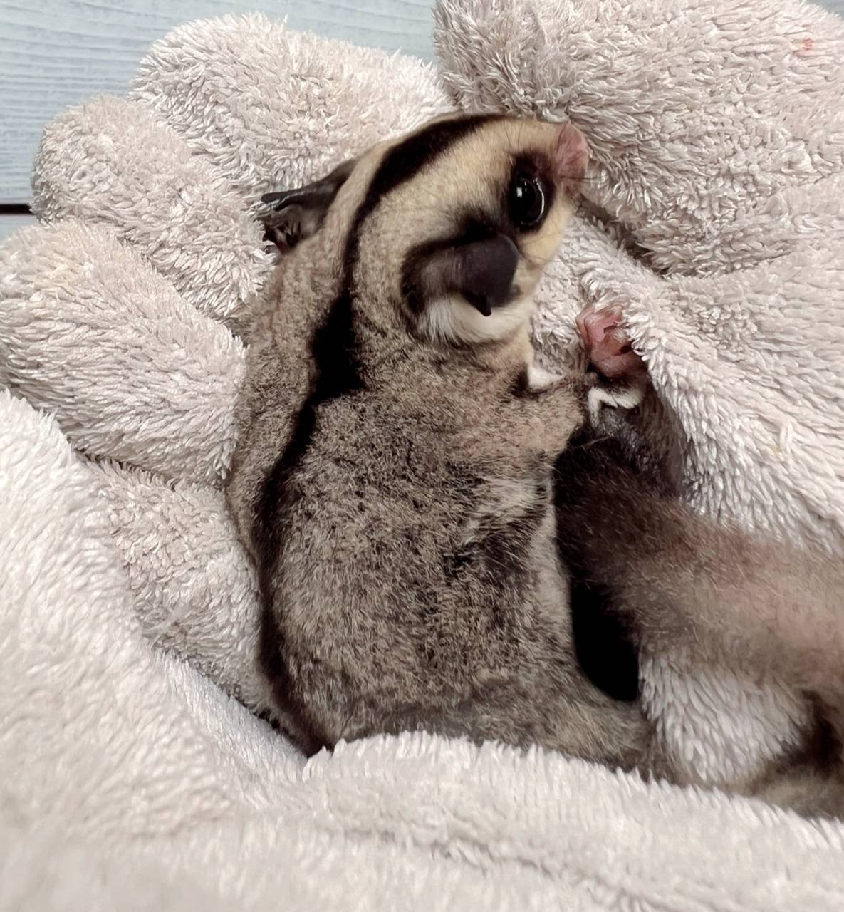 おむかえがきまりました