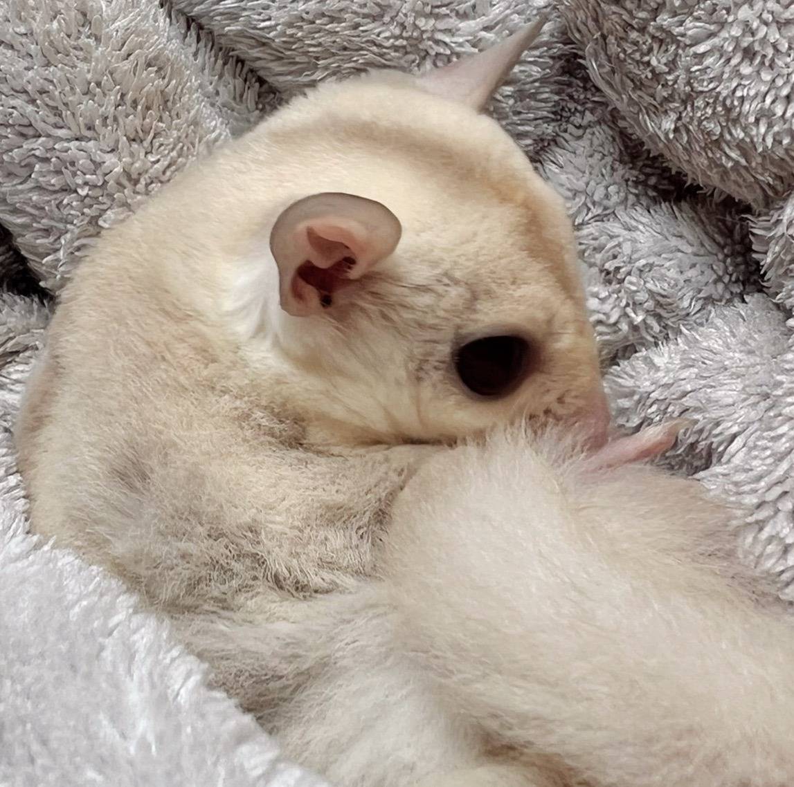 おむかえがきまりました