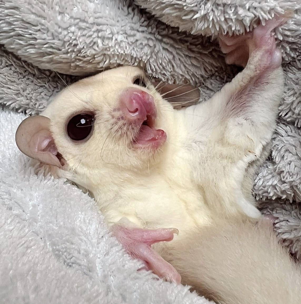 おむかえがきまりました