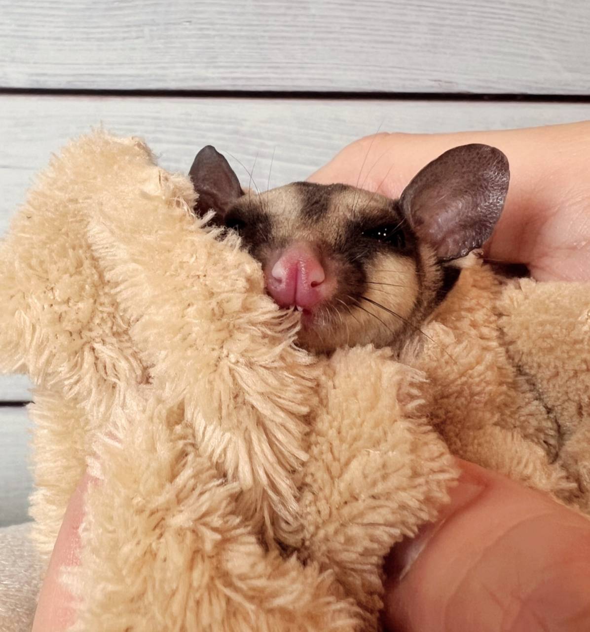 おむかえがきまりました