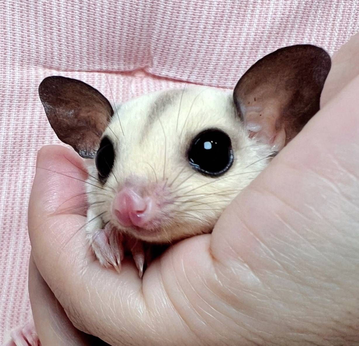 おむかえがきまりました