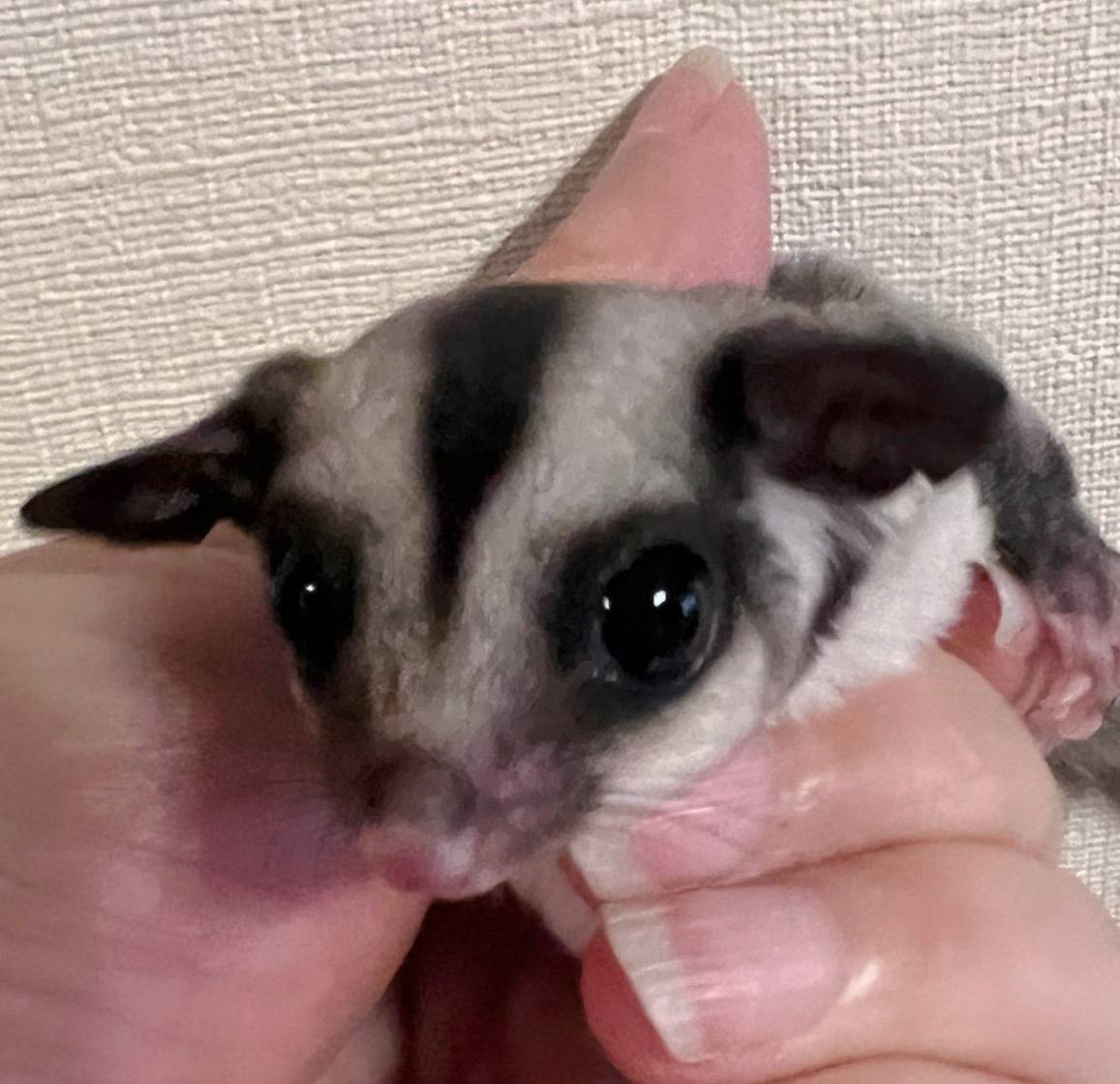 おむかえがきまりました