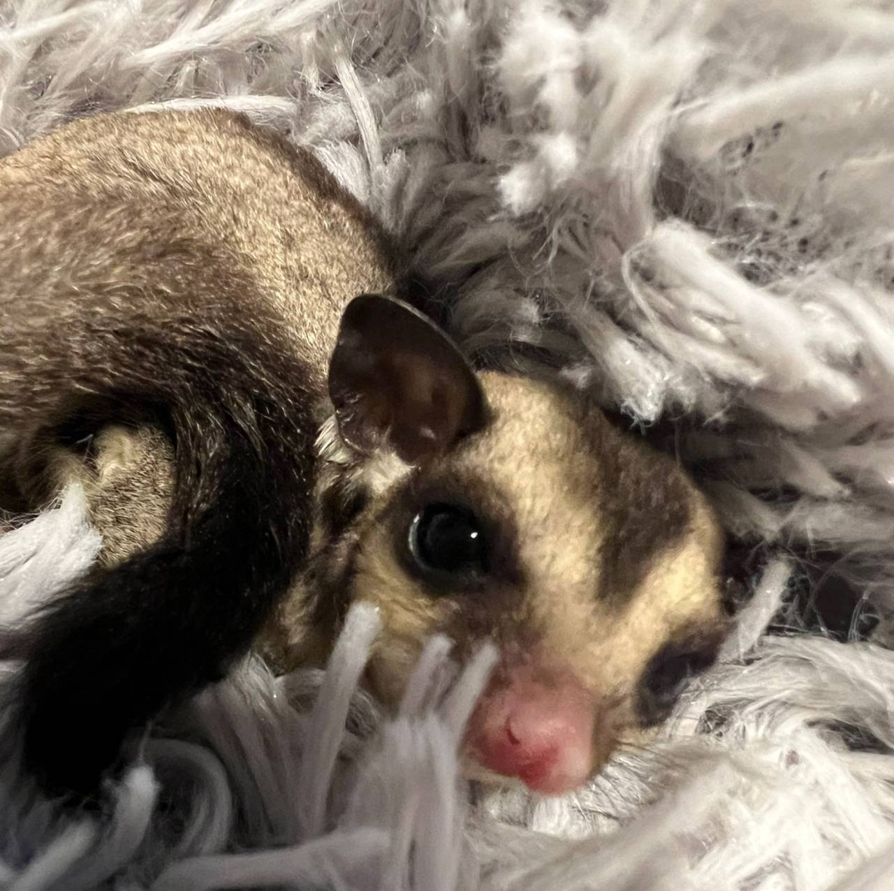 おむかえがきまりました