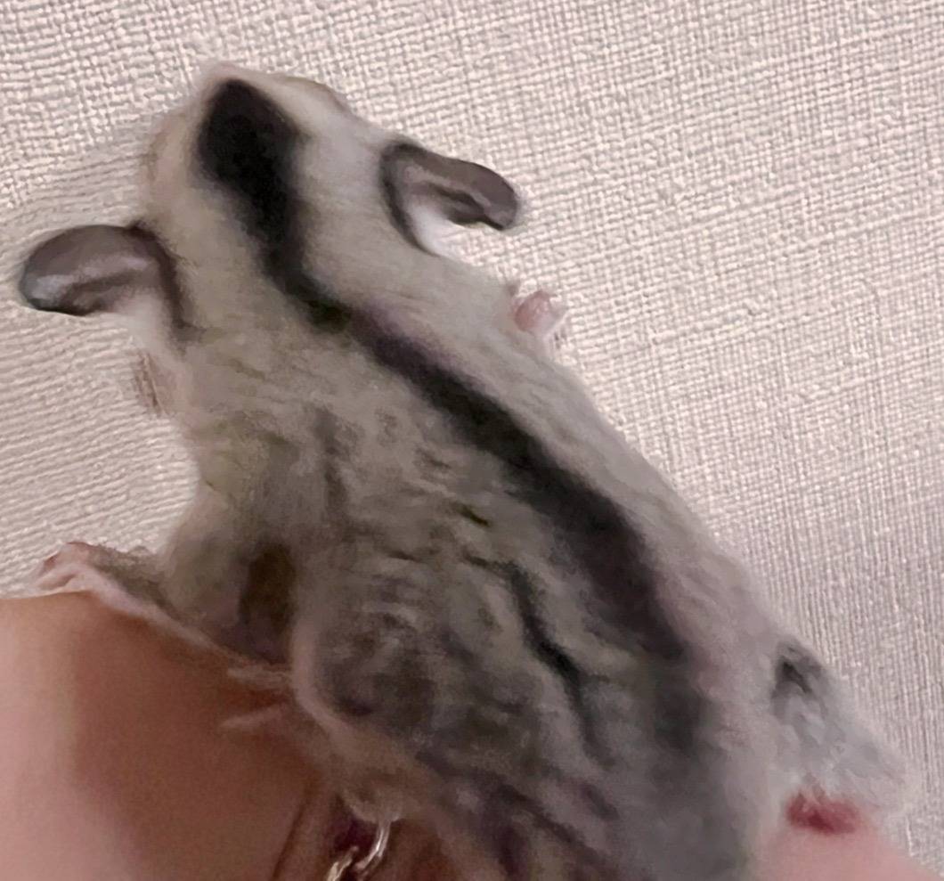 おむかえがきまりました