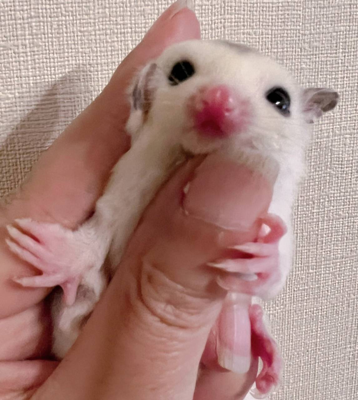 フクロモモンガ　飼育　必要なもの