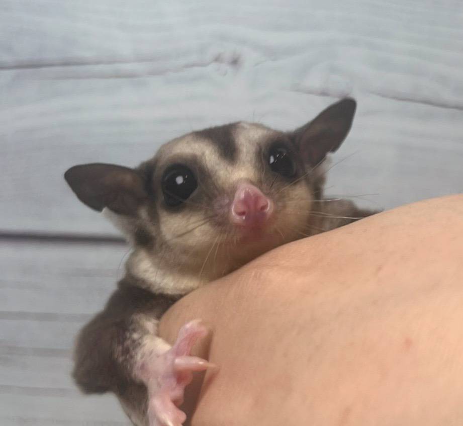 フクロモモンガ　飼育　必要なもの