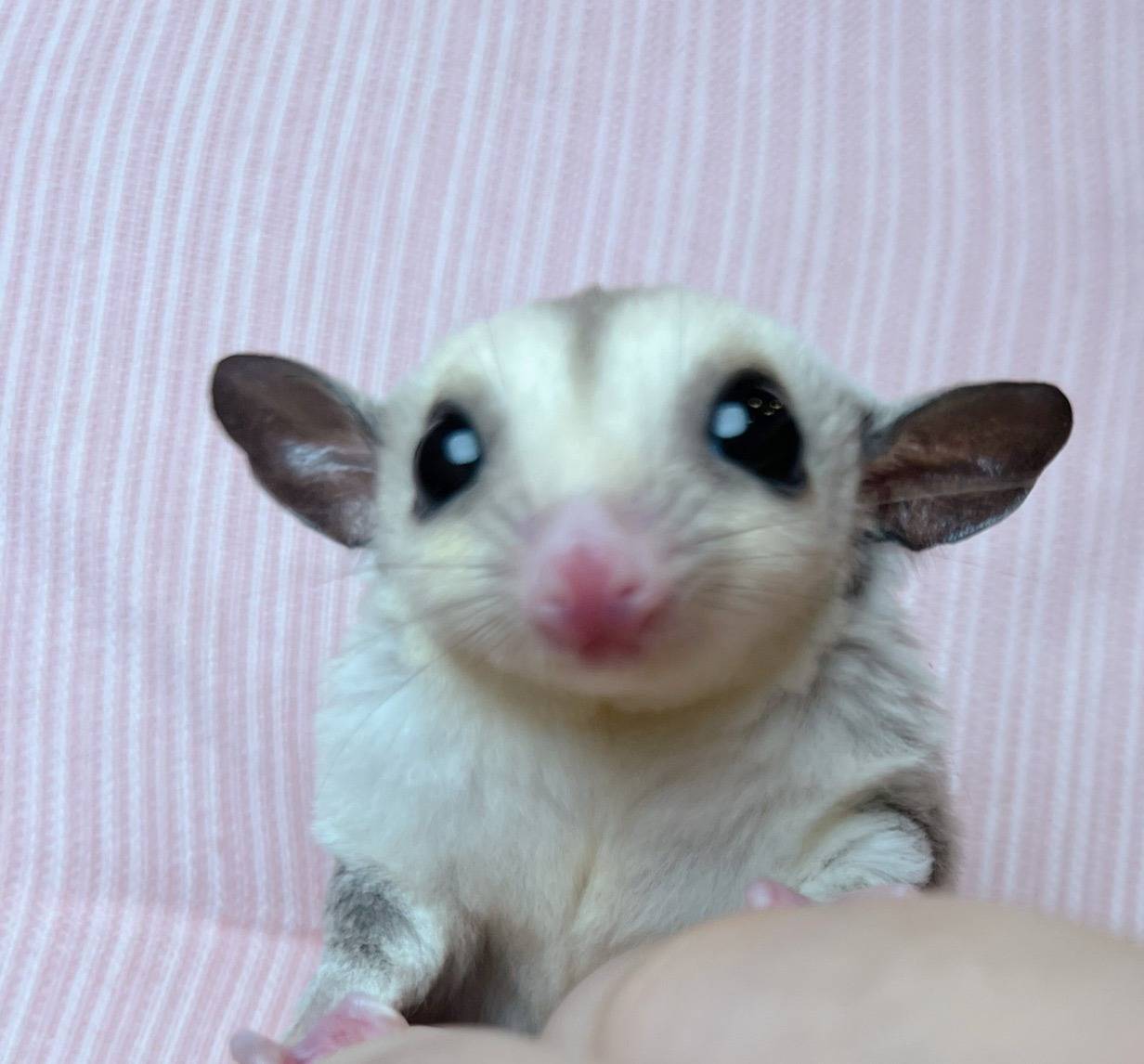 フクロモモンガ　飼育　必要なもの